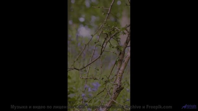 Он заставит твое сердце петь от счастья! - Love -- Ketsa -- Abundance