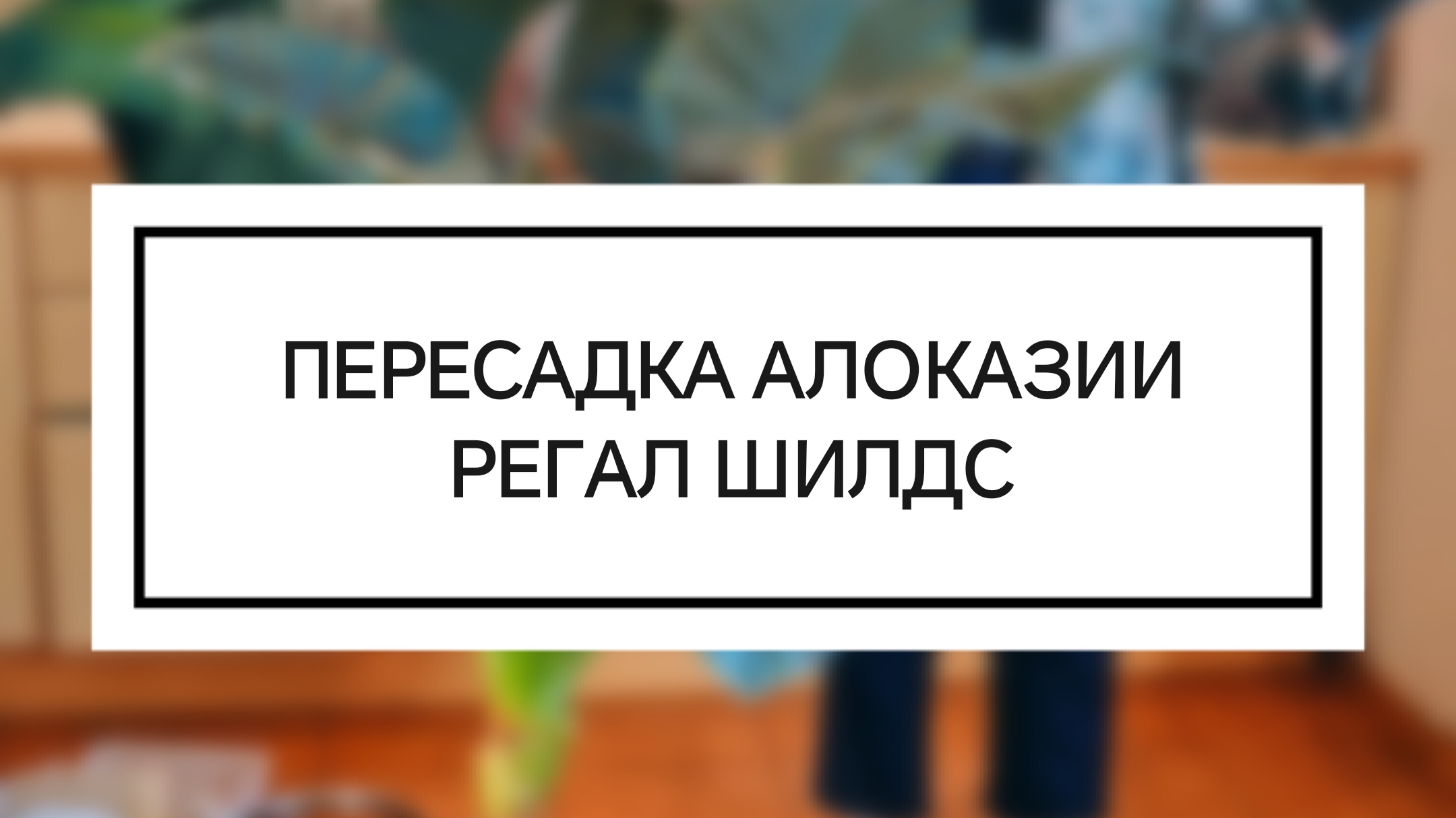 Пересадка алоказии Регал шилдс