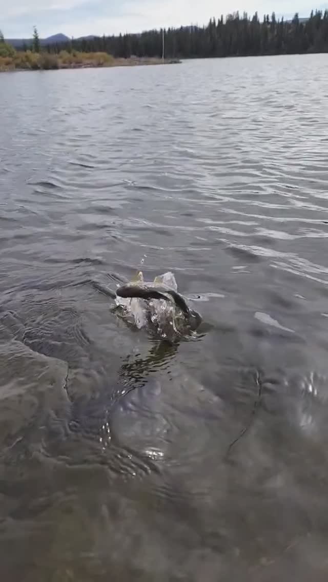 Ловля хариуса на сухую мушку.