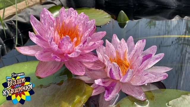 Нимфея Pink Kunzite (Розовый кунцит) кувшинка, waterlily, водные растения, пруд