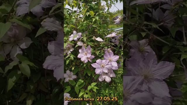 2025 май 25 Любимая хатка