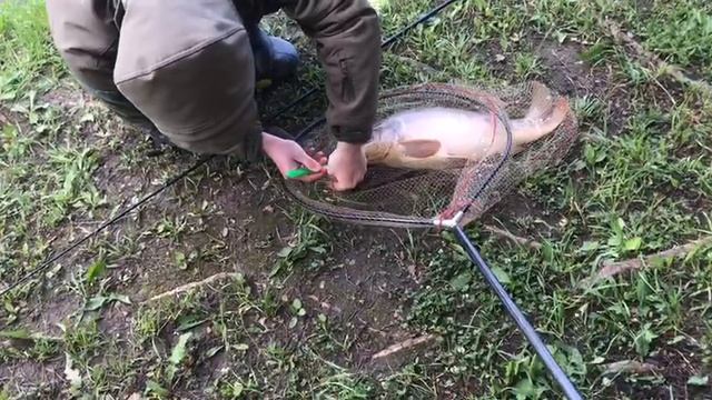 поимка карпа на большом водоёме