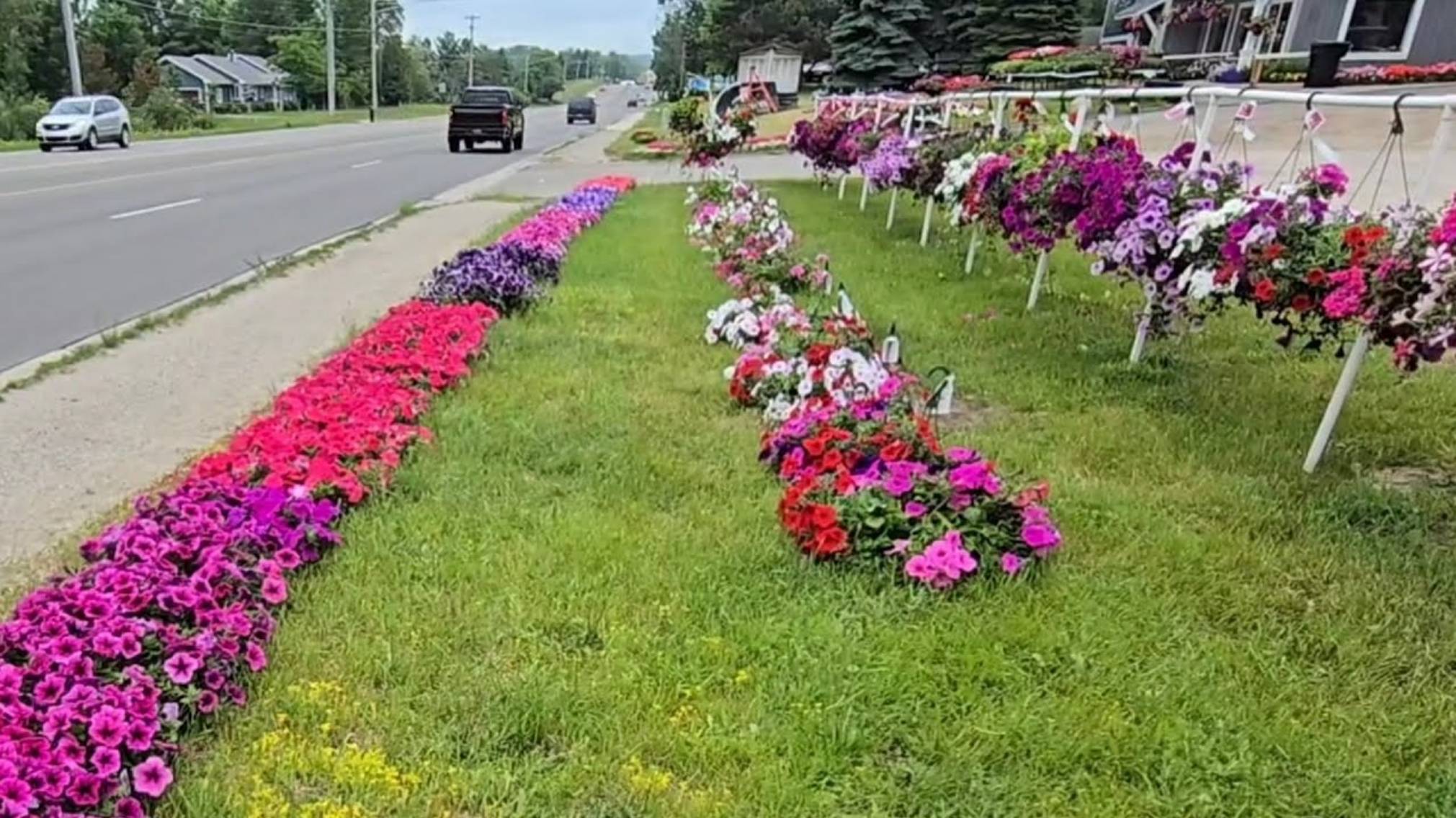 Сельчанка в Америке. УВИДЕЛА ВПЕРВЫЕ ТАКУЮ КРАСОТУ . СНОВА КУПИЛА РАССАДЫ
