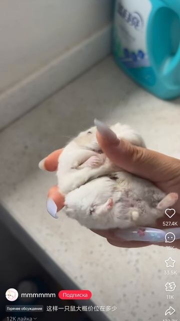 Жмякоть хамяка 🤣