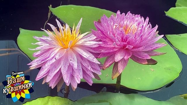 Нимфея Diamond crown (Бриллиантовая корона)кувшинка, waterlily, водные растения, пруд