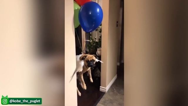 Самые смешные Собаки И Кошки - О, Какие Милые И Забавные Видео с Животными