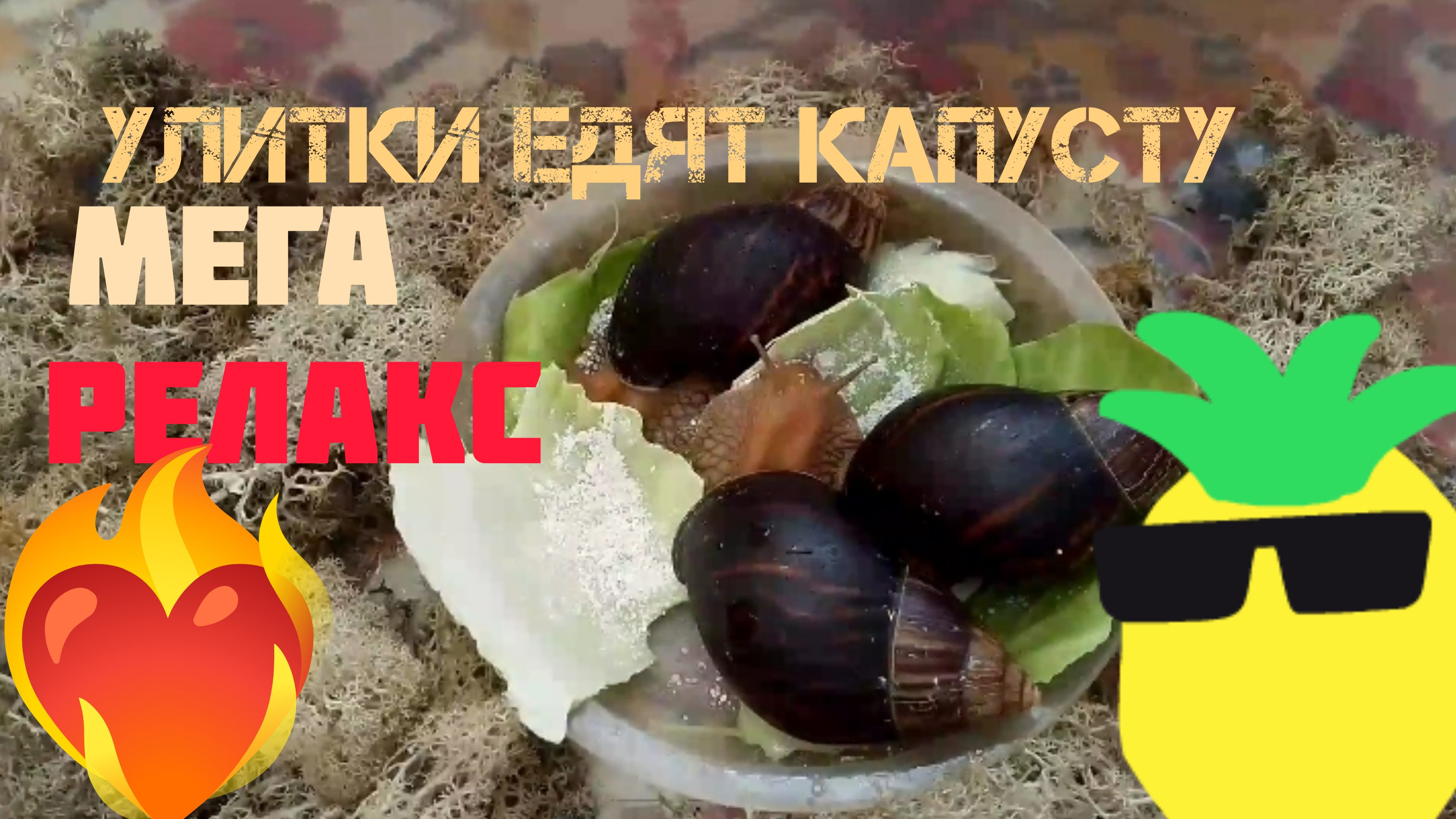 Улитки едят капусту | Расслабление | Релакс