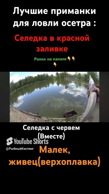 На что ловить осетра и белугу!! Fishing for Russian river