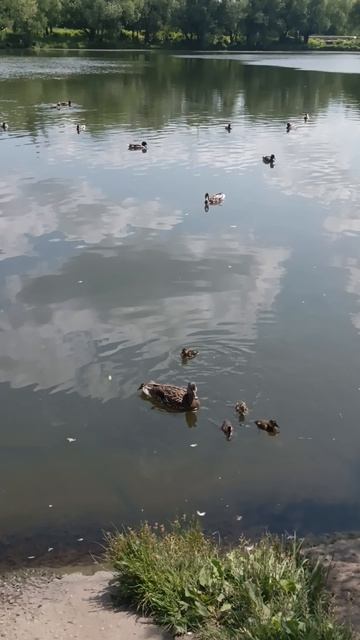Утята