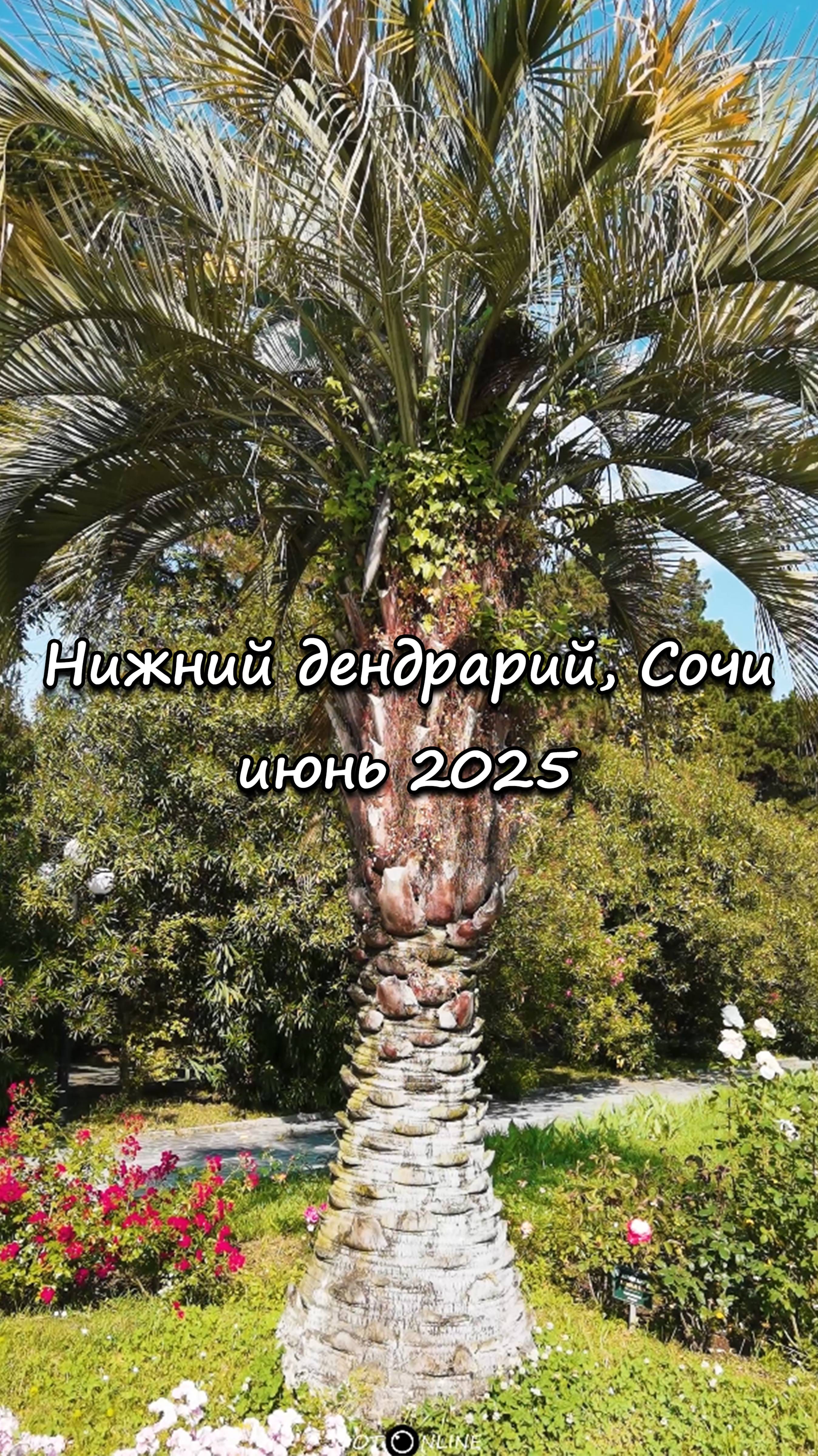Нижний дендрарий, Сочи. Июнь 2025