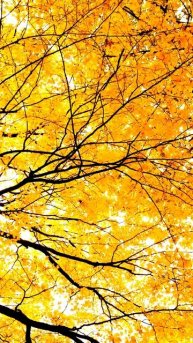 Неожиданный гость в кадре