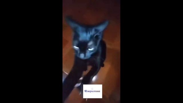 ТАНЦЫ 4ЕТВЕРОНОГИХ