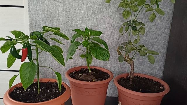Так проявляется нехватка магния на растениях.21.06.2025.Каменск-Уральский