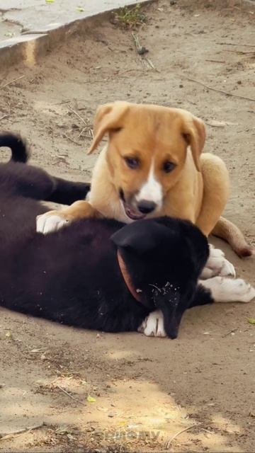 А ты уже мечтаешь о таком друге!?)