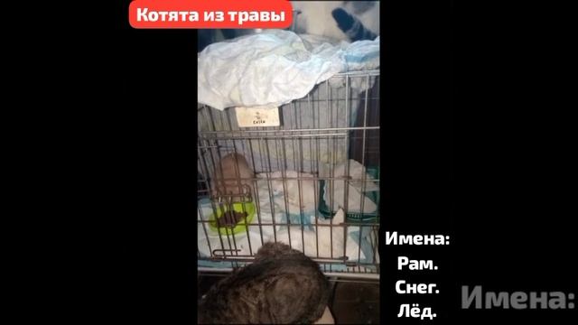 Три котенка . Заболел Лёд. Внезапная потеря сознания.Гипотермия 34°.Но́чь реанимации.
Темный лес...