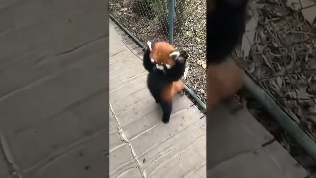Красные панды милота