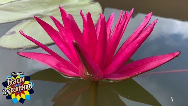 Нимфея Cherry Boom Boom (Вишневый Бум Бум) кувшинка, waterlily, водные растения, пруд