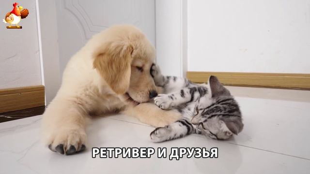 Золотистый ретривер и его друзья милые питомцы 🐕 выпуск (115)