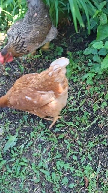 расслабляющее видео, деревенские курёнки🐓