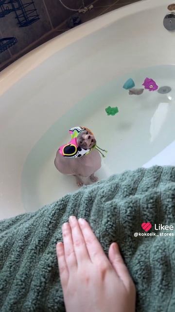 котяшки