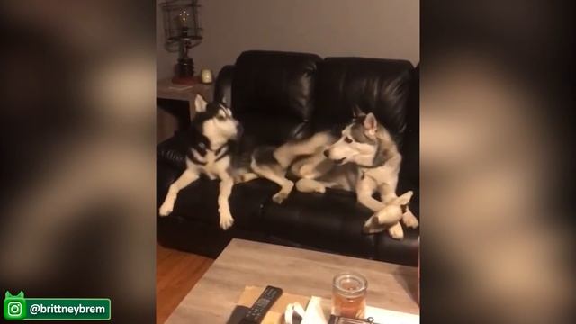 Забавные Собаки И Кошки От Tik Tok Ever - Забавные И Милые Животные