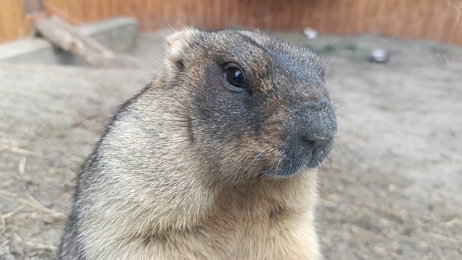 зоопарк Ростов-на-Дону