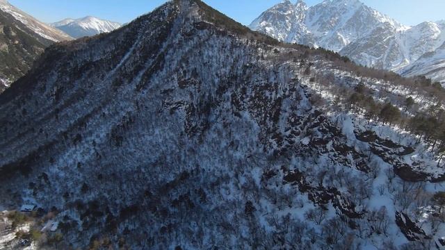 Исследования популяции сосны Коха на границе леса в условиях высокогорья Центрального Кавказа.