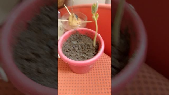 выращивание фасоли (часть 2)
