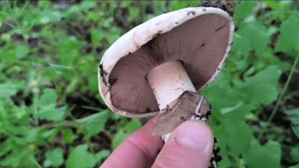 НОРМАЛЬНЫЙ МУЖИК 2. ШАМПИНЬОНЫ ПОШЛИ!!! Типо по грибы 🍄