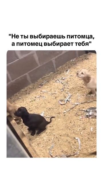 Смешное видео