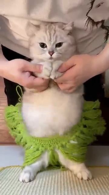 Наслаждайтесь покачиванием живота из Египта.