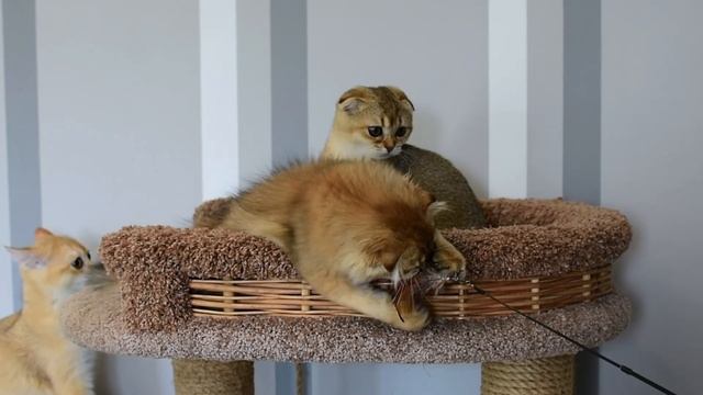 шотландские котята