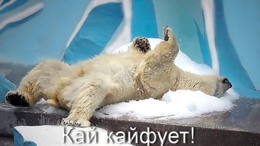 Кай плавая, ищет рыбу в бассейне, вышел, чтобы охладиться в снегу и снова прыгнул в воду.