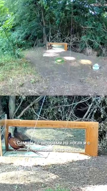 ФАКТЫ О ФАЗАНАХ 1