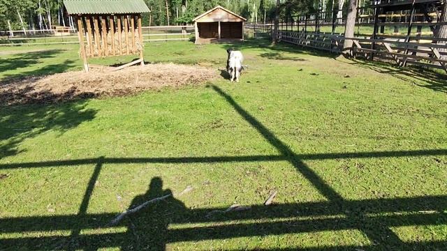 Биостанция Лосиный остров