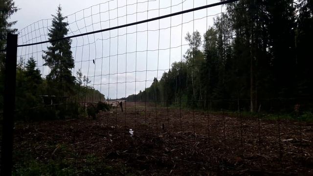 Фантастическое и вредное растение.Просека для высокоскоростной дороги.