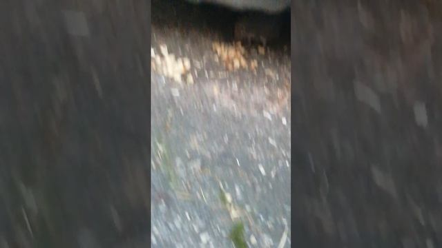Ёжик в гостях