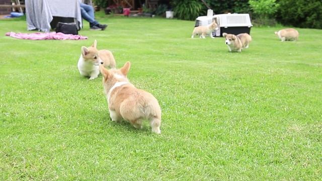 Щенки корги 🧡🧡 Вельш корги пемброк