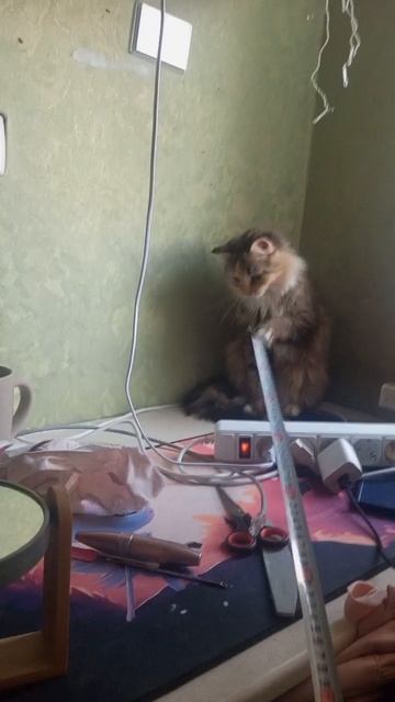 Кошка Мебельщика А с чем играю ваши любимцы?🫨