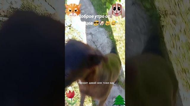 Доброе утро от питомцев