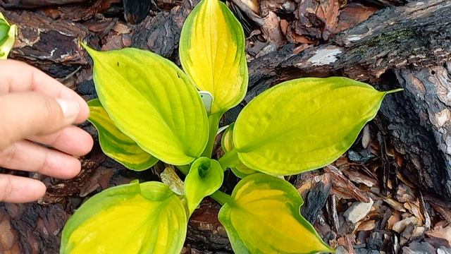 Прогулка по саду. Любимые хосты🪴🌺