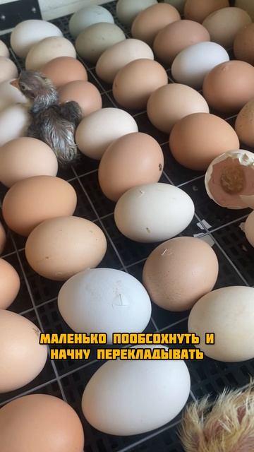 Спонсор моего плохого сна