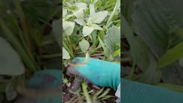 УХОД ЗА КЛУБНИКОЙ