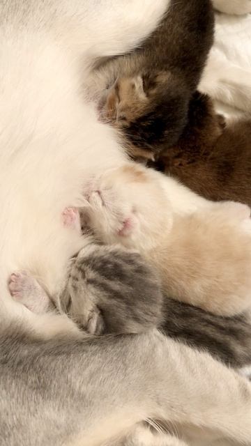 Котята кошки Кайли и котика Маню.