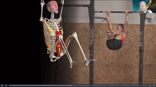 Прямая мышца живота. Анатомия. Мышцы живота. - Pro Fitness Education (720p, h264)