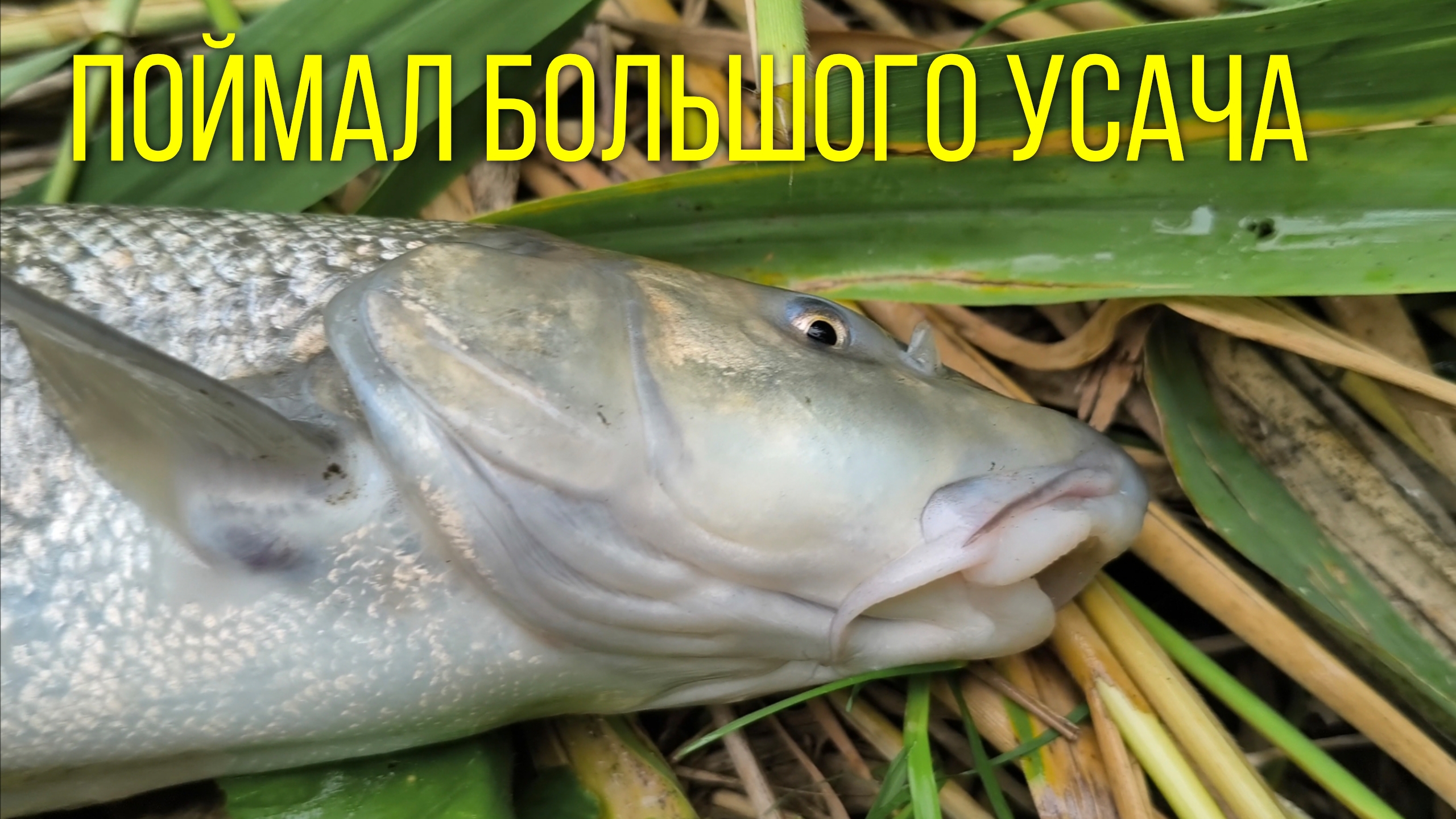 усач клюнул на махровую удочку