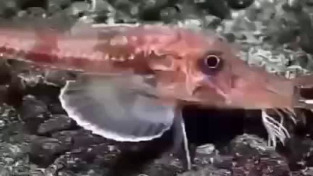 Fishwalk away