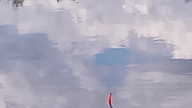поймал золотую рыбку😂🏆🎣