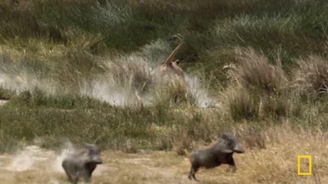 Ultimate Animal Countdown: Deadliest, Smelliest Animals on Earth | MEGA EPISODE | Nat Geo Animals