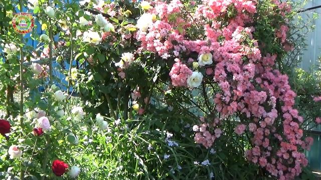 Почему эти 4 дня важны для сада и огорода!